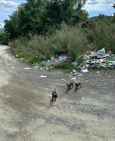 mali haski: Štenci mešanci, malo leglo od tri kučeta. Na fotografijama se vide — 3