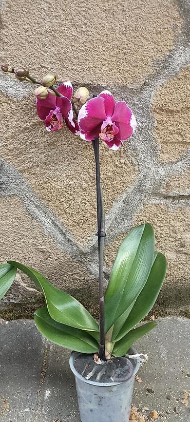 Ostale kućne biljke: Phalaenopsis - 3300 ( cena za sve tri) Phalaenopsis orhideje u — 4