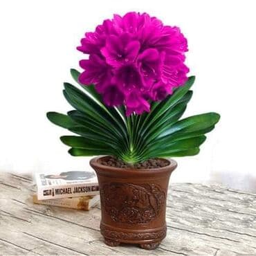 pustinjska ruza seme: Clivia seme
Cena 650din — 4