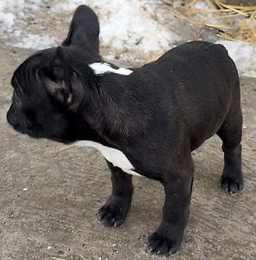 stenci pit bula: Francuski buldog – štene - Rasa: francuski buldog (kompaktno, nisko — 3