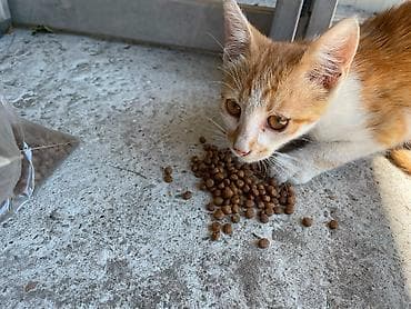 persijske macke na poklon: Udomljavam mače staro oko 2 meseca, očišćeno od parazita, muzjak — 2