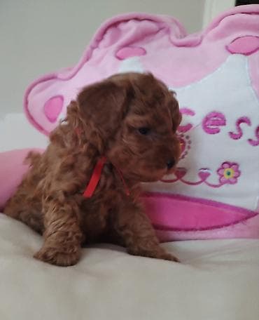 maltezer mali psi za stan na poklon: TOY PUDLE Izuzetni štenci ženke i mužjak, oštenjeni 23.3.2026. od — 3