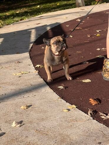 plasticna kucica za pse: Francuski buldog – odrasli mužjak, fawn/brindle nijanse sa crnom — 2