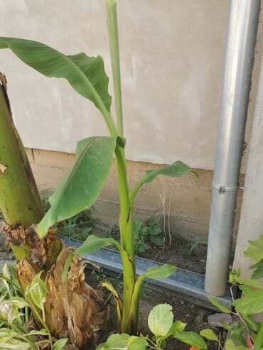 cene troseda dvoseda i fotelje: Banana-Prodajem vecu bananu, visina 1,3m — 1