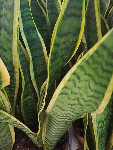 jasmin cvece slike: Sanseverije, velike biljke sa prve, druge i trece slike su 3500 — 5