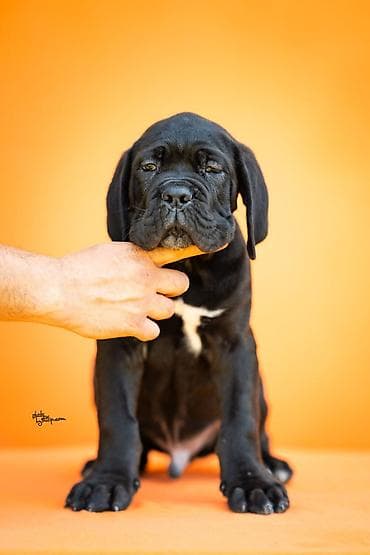 veliki crni psi: Sa zadovoljstvom predstavljamo novo leglo Cane Corso štenaca iz — 4