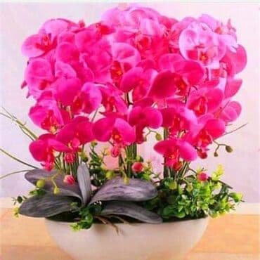 pustinjska ruza seme: Orhideja seme
Cena:650din/10semenki — 6