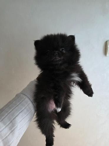 stafordi na poklon: Na prodaju preslatki pomeranci U naš dom su sasvim spontano stigle — 8