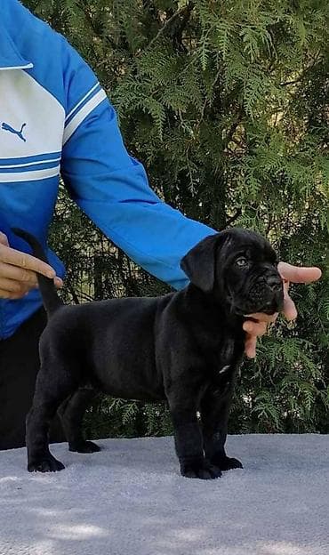 labrador retriver crni: Ako tražite vernog člana porodice, obratite se nama i postanite — 8