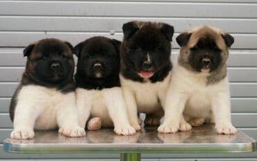 poklon psi: Američka Akita štenci Odgajivacnica TOP WINNER PUPPY sa ponosom — 8