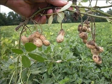 ljuljaske od paleta: Kikiriki (30 semenki) Cena:650din Kikiriki (Arachis hypogaea) je — 6