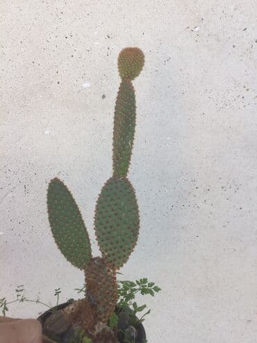 forma ideale ormari za sobu: Kaktusi vise vrsta — 8