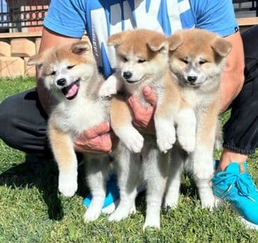 psi pomeranci na poklon: Stenci akita inu-Japanski Sashatoshi odgajivačnica Japanskih akita — 4