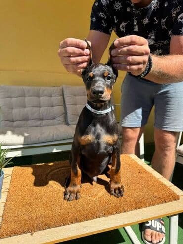 zlatni retriver odgajivacnica srbija: Doberman stenad. Ostenjeni su 28.06.2025. Spremni su za preuzimanje — 10