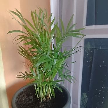sobna vrata sabac cene: Chamaedorea elegans (parlor palma) u saksiji prečnika 18cm - Sobna — 3