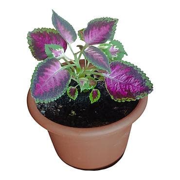 meda bo: Ukrasna sobna biljka – Koleus (Coleus blumei) u saksiji fi 17cm - — 2