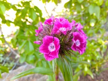 Sve za vikendicu i baštu: Na prodaju seme turskog karanfila mix od 50+/- semenki - 100 dinara — 5