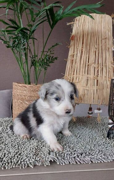 beli doberman cena: Border koli/collie štenci. Vakcinisani i očišćeni od parazita, 2 — 8