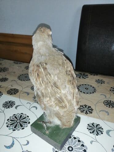 Preparirana ptica — 12