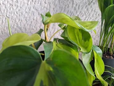 Other Houseplants: Filadendron Brazil sa prve i druge slike je 800, Palma Areca sa trece — 2