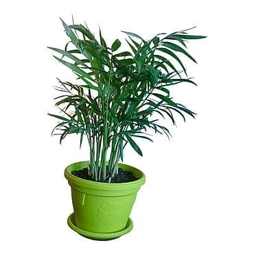 etazne peci: Sobna palma u saksiji – Chamaedorea elegans (parlor palm) - Ukrasna — 1
