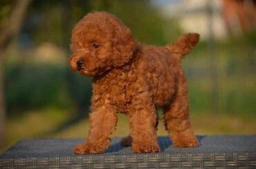Pets & Animals: Toy pudle Odgajivacnica "Team AS Trajkovic" u ponudi ima prelepe toy — 10