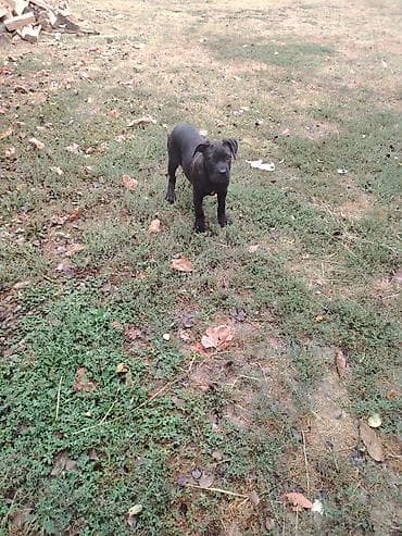 manckin macka cena: Štene cane corso Ženka, stara 2 ipo meseca Očišćenje od parazita i — 6