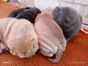 kupujemprodajem kavezi za pse: Štene Shar Pei – leglo - Rasa: kineski Shar Pei (čistokrvni izgled — 3