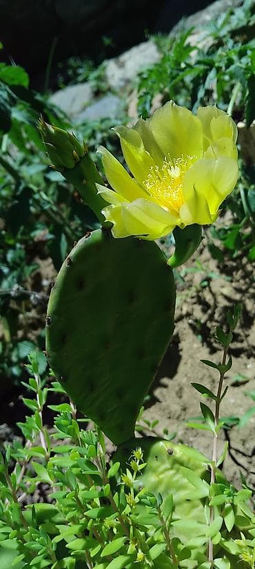 Opuncija (Opuntia) – žuti cvet - Ukrasni kaktus niskog rasta sa