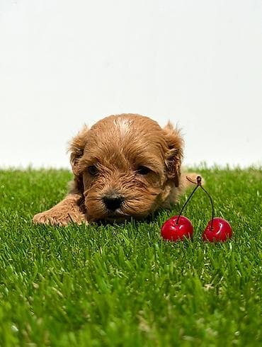 crvene pudle cena: Cavapoo-Kavapu (cavalier king charles spaniel + pudla) Cavapoo, u — 5