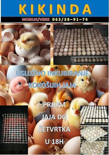 Usluzno inkubiranje jaja! Prijem jaja do cetvrtka u 18h! na lalafo.rs Usluzno inkubiranje jaja! Prijem jaja do cetvrtka u 18h!