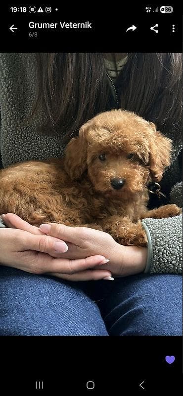 mali psi za udomljavanje: 2 decaka crvrne patuljaste pudle FCI pefigre, genetski testovi — 2