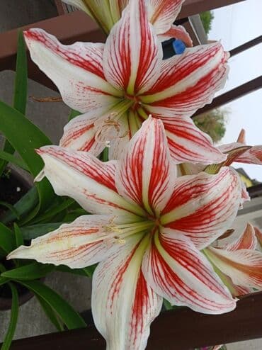 Sobne biljke: Amarilis lukovice — 1