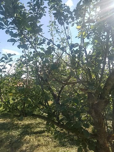 sobe smederevo: Prodajem plac-voćnjak 13,69 ari u selu Glibovac kod Smederevske — 6