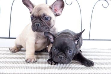 pudlice na prodaju: French bulldog kennel Srcky's oglasava zutog muzjaka i tigrastu zenku — 1