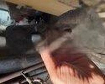 delovi alternatora: PREKIDAČ PODIZAČA STAKLA ZA VOLVO S40, V40 OD 1996. DO 2004. GOD. | — 1