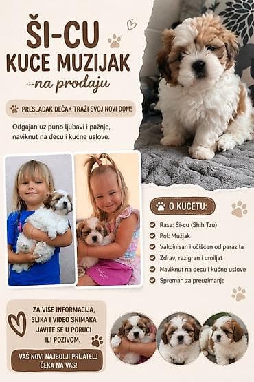 Ši-cu (Shih Tzu) štene – mužjak - Presladak dečak traži svoj novi dom na lalafo.rs Ši-cu (Shih Tzu) štene – mužjak - Presladak dečak traži svoj novi dom