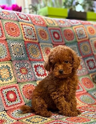 Ptice: Nasa odgajivacnica se nalazi u Indjiji i bavimo se uzgojom pasa 15 — 6