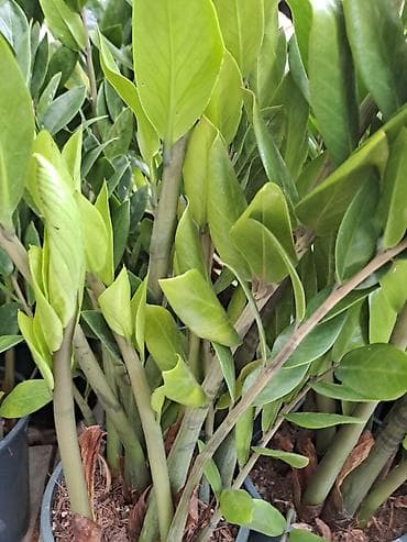 čep sa slavinom: Chlorophytum sa prve slike je 100, druge 300, trece 500 dinara — 7