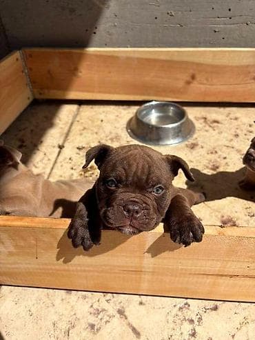 njuškalo psi pekinezeri na poklon: American bully exzotik-mikro štenci American bully exzotik-mikro sa — 6