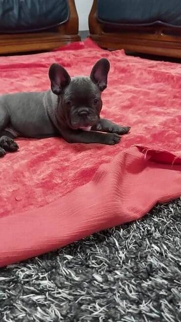 štenci nemačkog ovčara: Francuski buldog štenci egzotične plave boje, dostupni dva muzijaka — 5