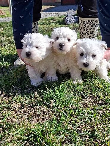 Zapadno škotskog belog terijera "W E S T I " stari 2 meseca