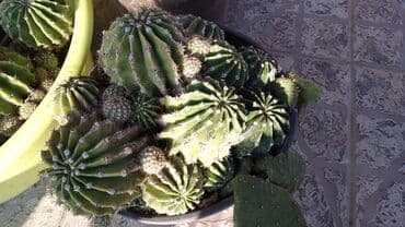 buket sa slatkisima: Kaktusi – više vrsta (Opuntia i Mammillaria) - Opuntia (indijske — 7