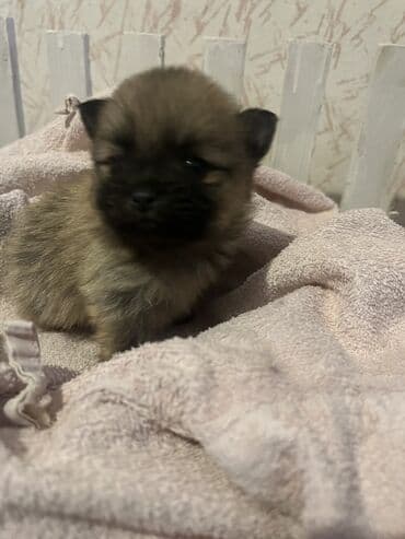 Psi: Pomeranac (špic) štene - Rasa: pomeranski špic (mini/spic tipičnog — 5