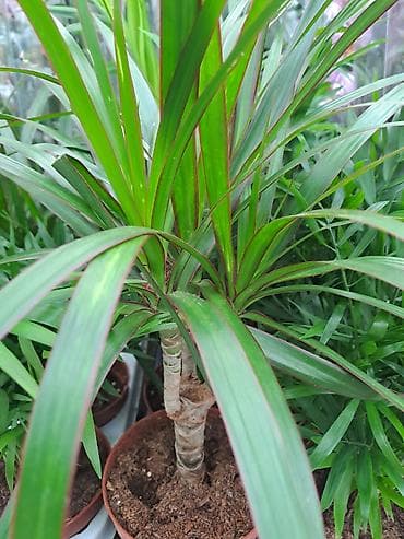 Food products: Dracena Marginata, Drvo Zivota, velika, kvalitetna biljka, pogodna za — 1