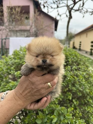 rasni psi na poklon: Dostupni pomeranci — 1