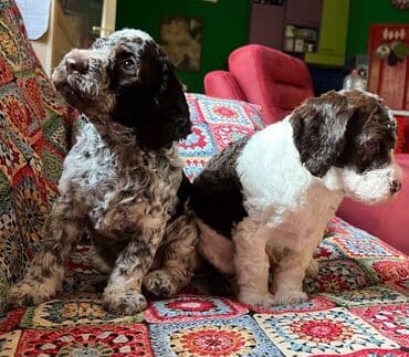 golubovi kupujem prodajem 2 strana: Nasa odgajivacnica lagotto romagnolo pasa A GANG OF LAGOTTA FCI 7244 — 18