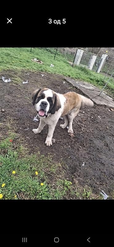 Oprema za kućne ljubimce: Bernardinac – mužjak - Rasa: Bernardinac (St. Bernard), krupan i — 2