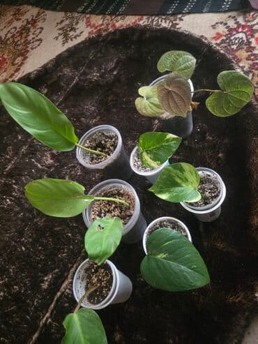 piksla sa filterom: Sobne biljke – mlade reznice u pojedinačnim čašama - Različite vrste — 1