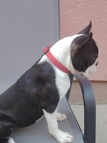 francoski buldog cena: Štene boston terijera, u ponudi ženka starosti 6 meseci. Idealna za — 7